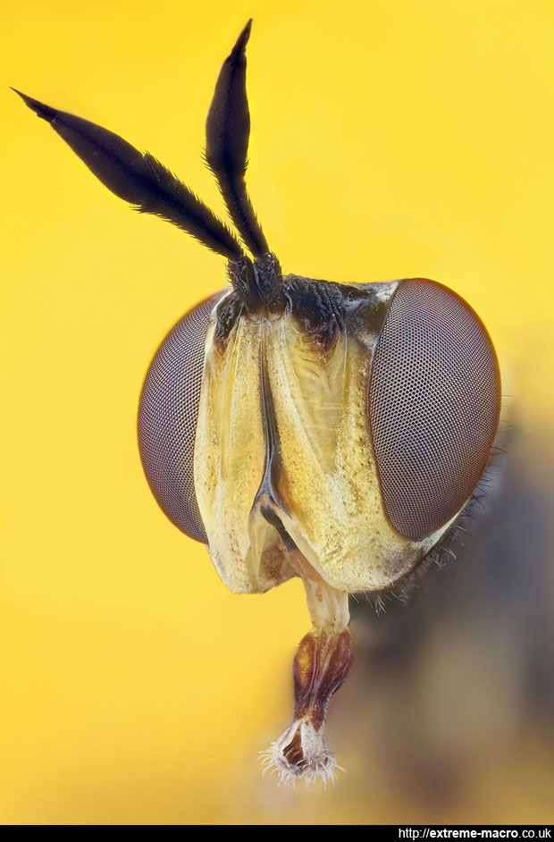 3/4 view of a hoverfly