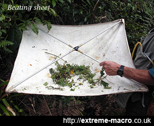 Beating sheet for collecting insects