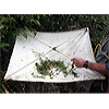Beating for beetles using an old umbrella. Cheap and productive
