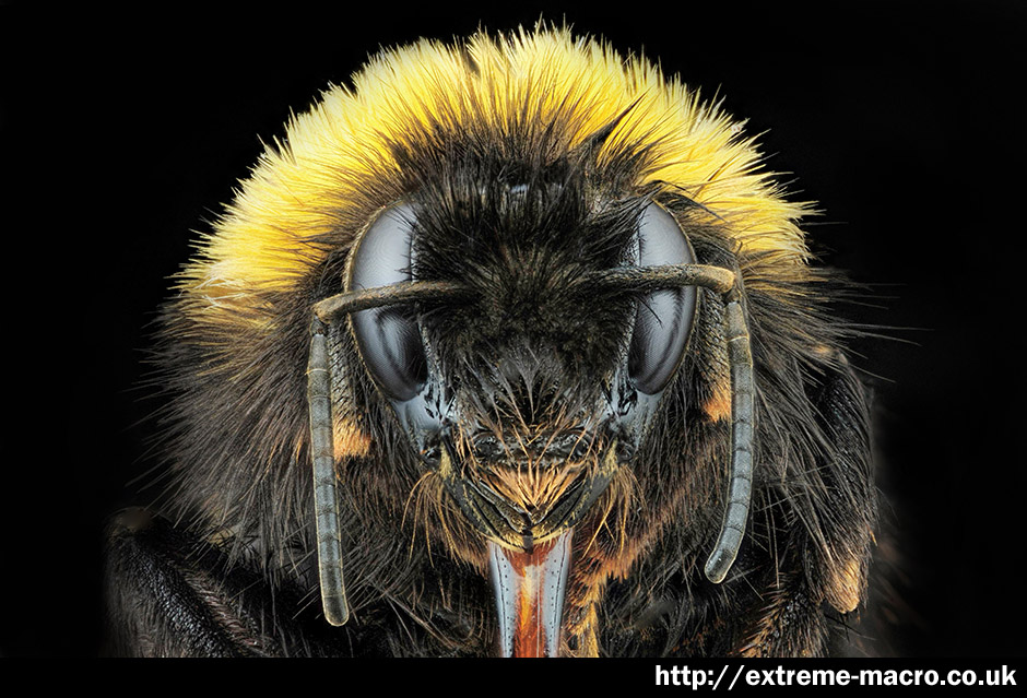 Extreme Macro Gallery The Bumblebee Queen By Johan J Ingles Le Nobel