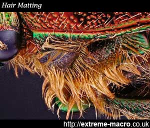 Hair matting on cleaned insect specimens