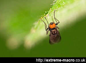 day macro with ringflash