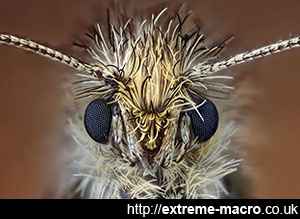 macro moth