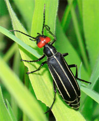 Blister Beetle Epicauta gorhami