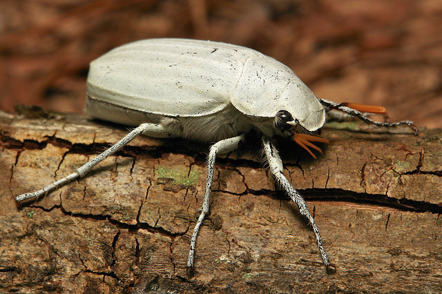 White scarab beetle
