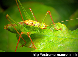 Using a sweep net to catch insects for photography