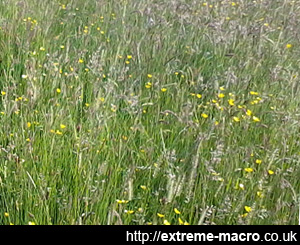 Ranmore Common meadow grass