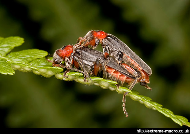 Soldier Beetle from the side