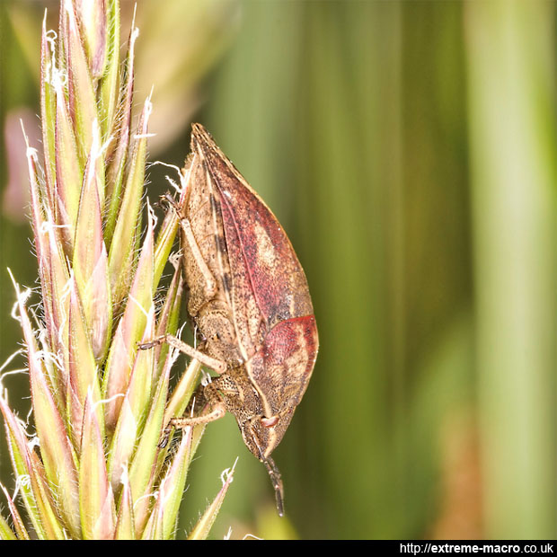 Shield Bug