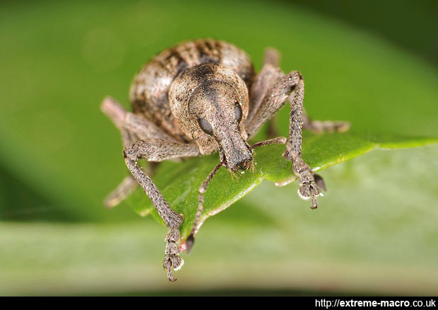 Beetle headon - weevil