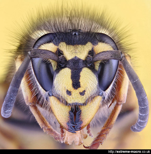 german wasp macro