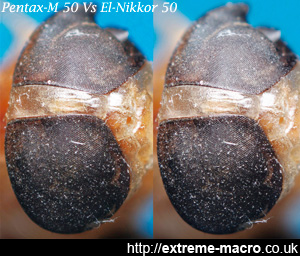 SMC Pentax-M 50mm f/4 Macro compared with nikon 50