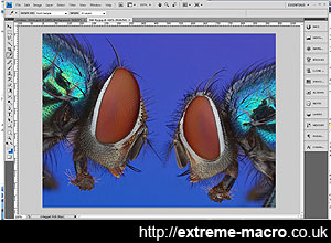 Photoshop The Best Image Editing Tool For Extreme Macro Photograph Manipulation And Editing