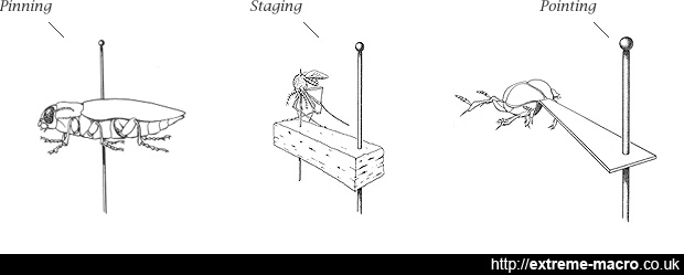 Sweep net - Entomologists' glossary - Amateur Entomologists