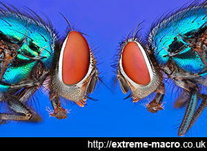 macro fly