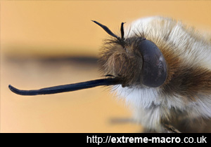 Velbon Bee